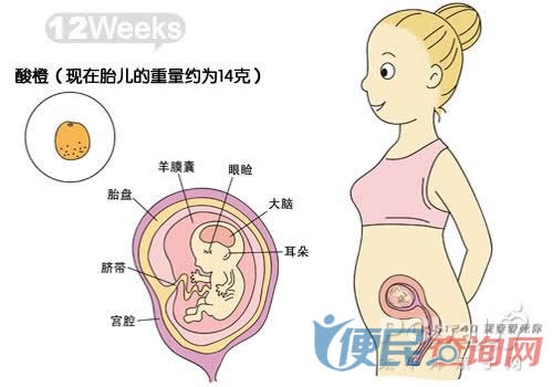 怀孕第12周胎儿发育图