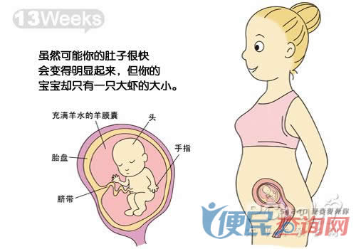 怀孕第13周胎儿发育图