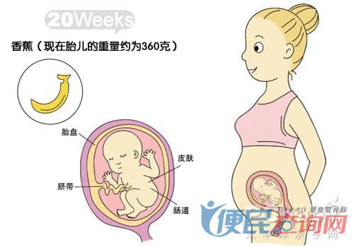怀孕第20周胎儿发育图