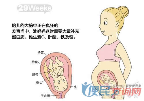怀孕第29周胎儿发育图