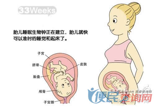 怀孕第33周胎儿发育图