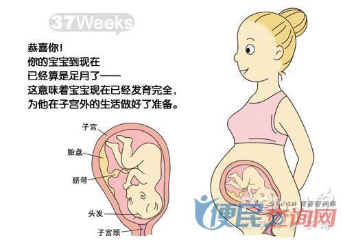 怀孕第37周胎儿发育图