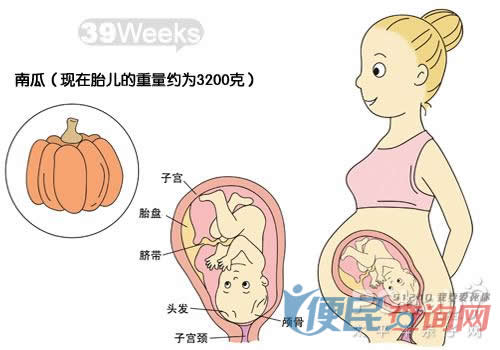 怀孕第39周胎儿发育图