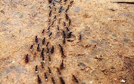 断蚁 - 断蚁是什么意思 - 黄历中断蚁的意思