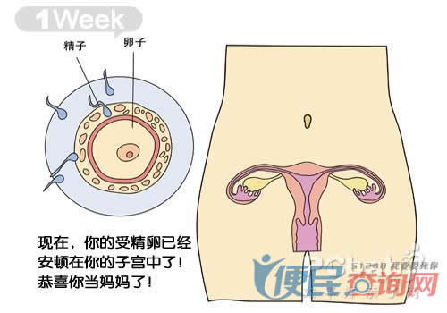 怀孕第1周胎儿发育图