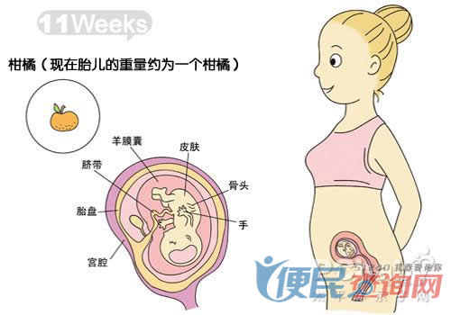 怀孕第11周胎儿发育图