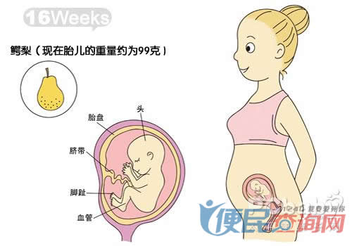 怀孕第16周胎儿发育图