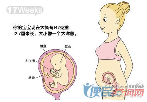 怀孕第17周胎儿发育图