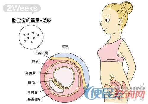 怀孕第2周胎儿发育图