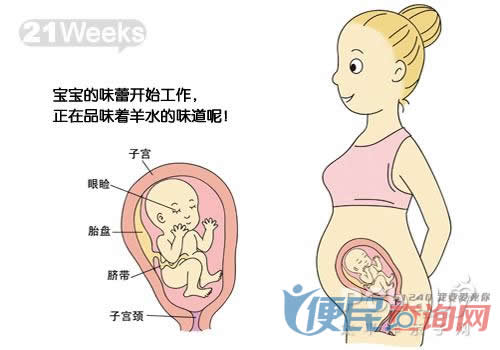 怀孕第21周胎儿发育图