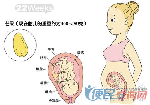 怀孕第22周胎儿发育图