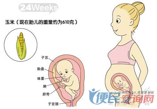 怀孕第24周胎儿发育图