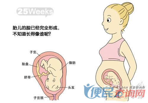 怀孕第25周胎儿发育图