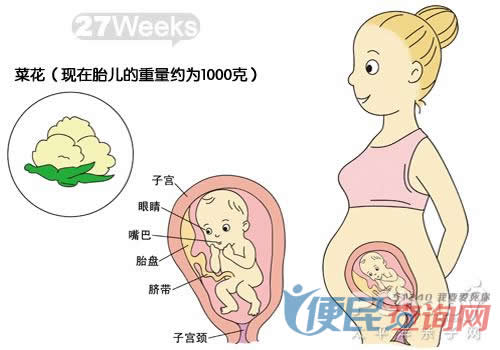 怀孕第27周胎儿发育图