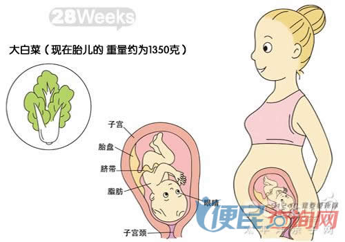怀孕第28周胎儿发育图