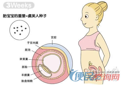 怀孕第3周胎儿发育图