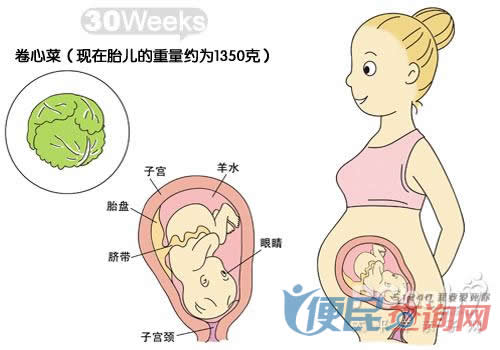 怀孕第30周胎儿发育图