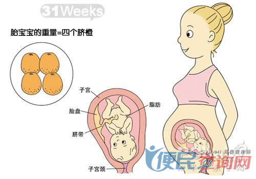 怀孕第31周胎儿发育图