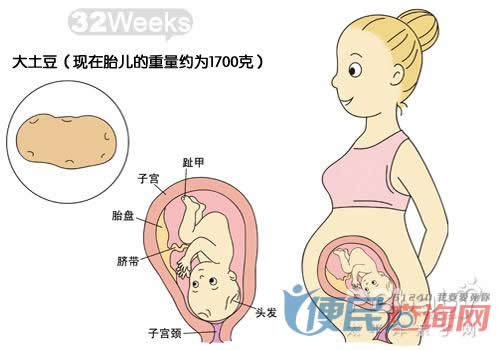 怀孕第32周胎儿发育图
