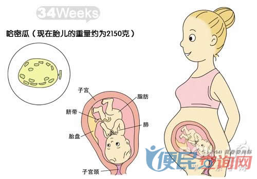 怀孕第34周胎儿发育图