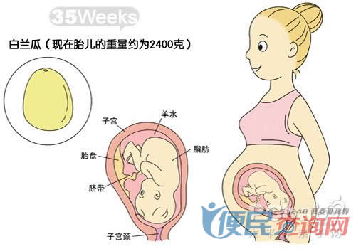 怀孕第35周胎儿发育图