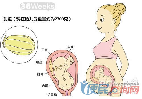 怀孕第36周胎儿发育图