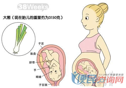 怀孕第38周胎儿发育图