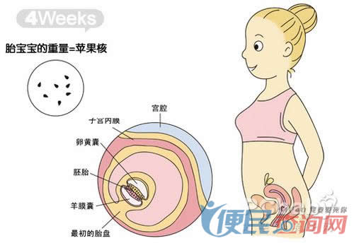 怀孕第4周胎儿发育图