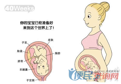 怀孕第40周胎儿发育图