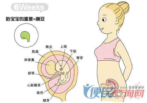 怀孕第6周胎儿发育图