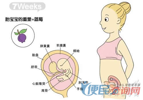 怀孕第7周胎儿发育图