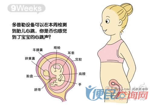 怀孕第9周胎儿发育图