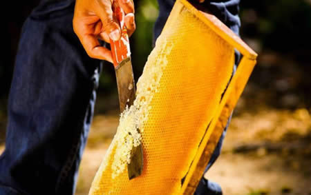 割蜜 - 割蜜是什么意思 - 黄历中割蜜的意思